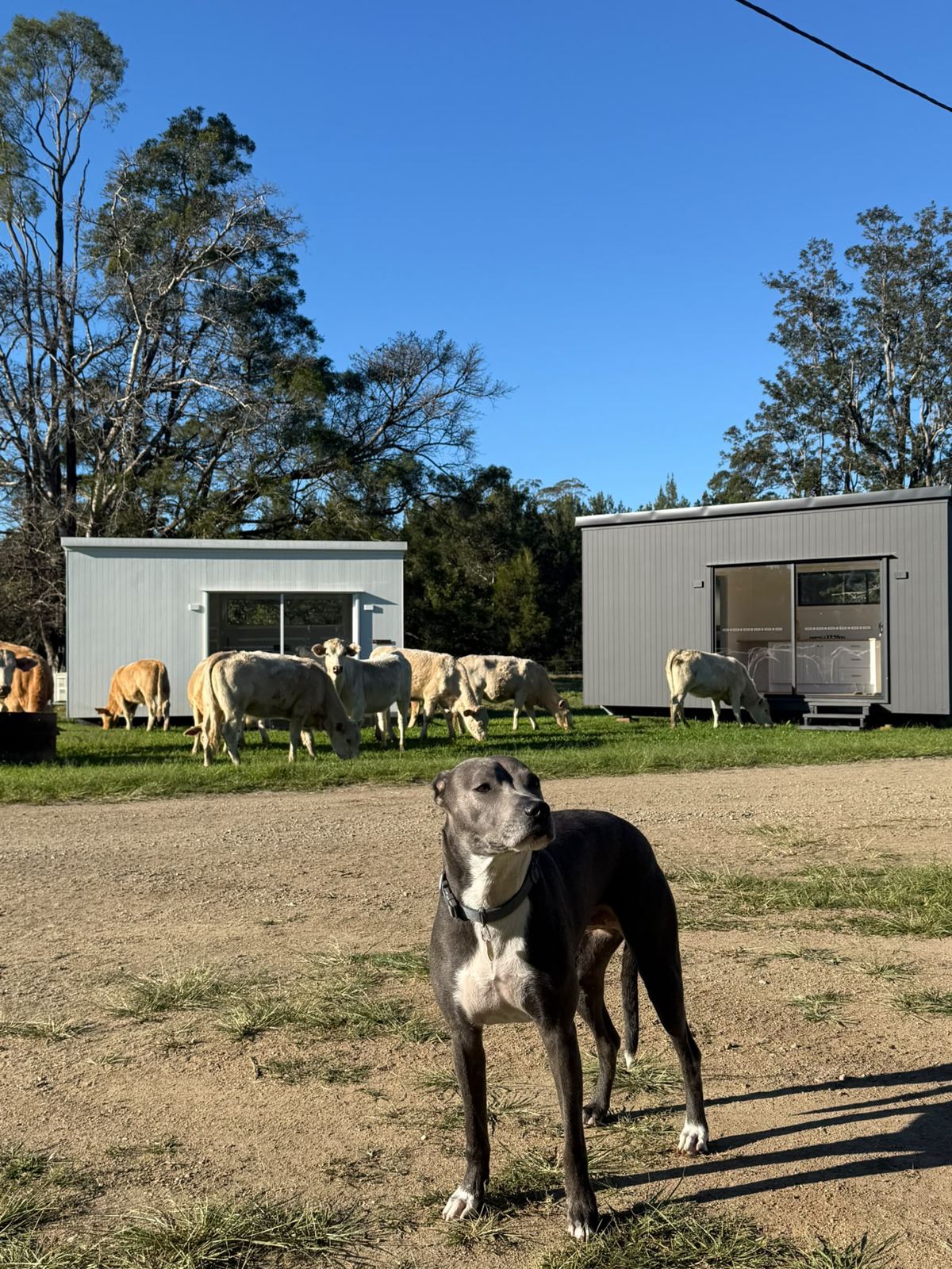 A dog in front of cows and two second homes in a paddock